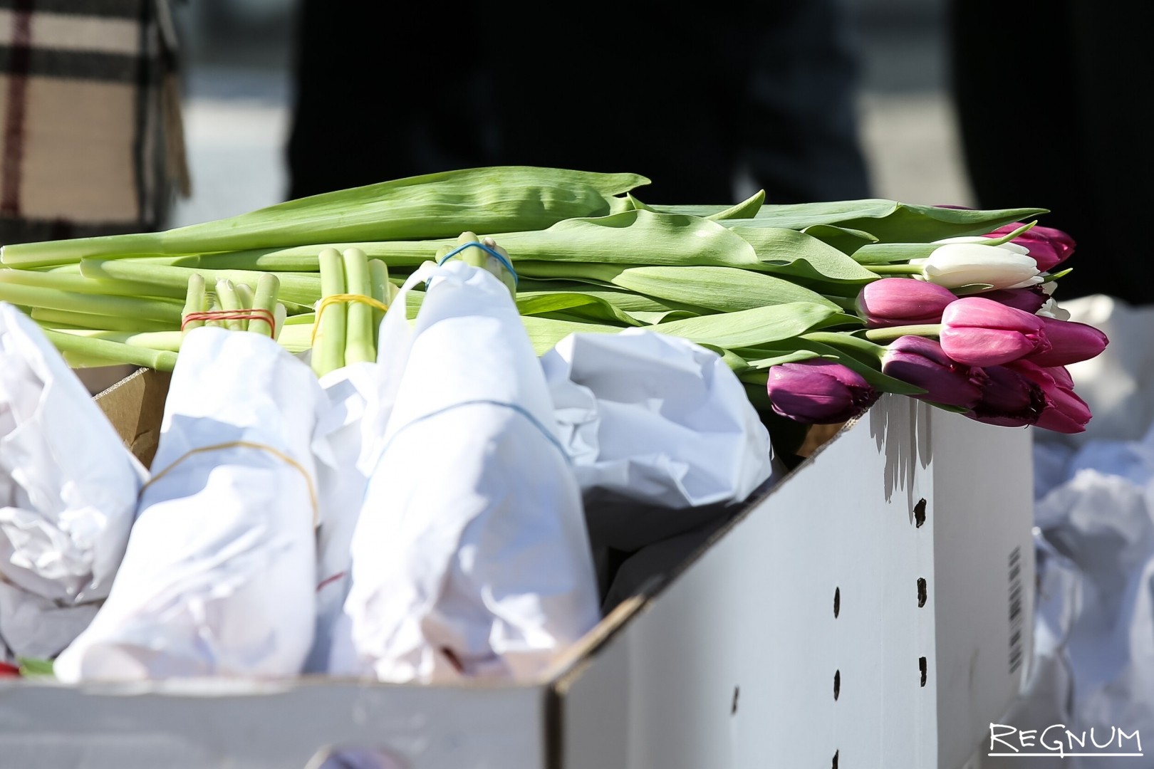 Сколько стоят тюльпаны на рынке. Флористика 2022 год упаковка тюльпанов. Тюльпаны в Россию поставляют из. Тюльпаны из Нидерландов не продали в Россию.