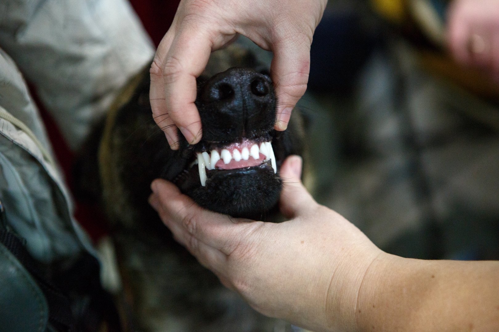 Показ зубов – обязательный пункт в оценке собаки. Чтобы она не проявляла агрессии и привыкала к этой процедуре, приучать к осмотру начинают еще с раннего возраста