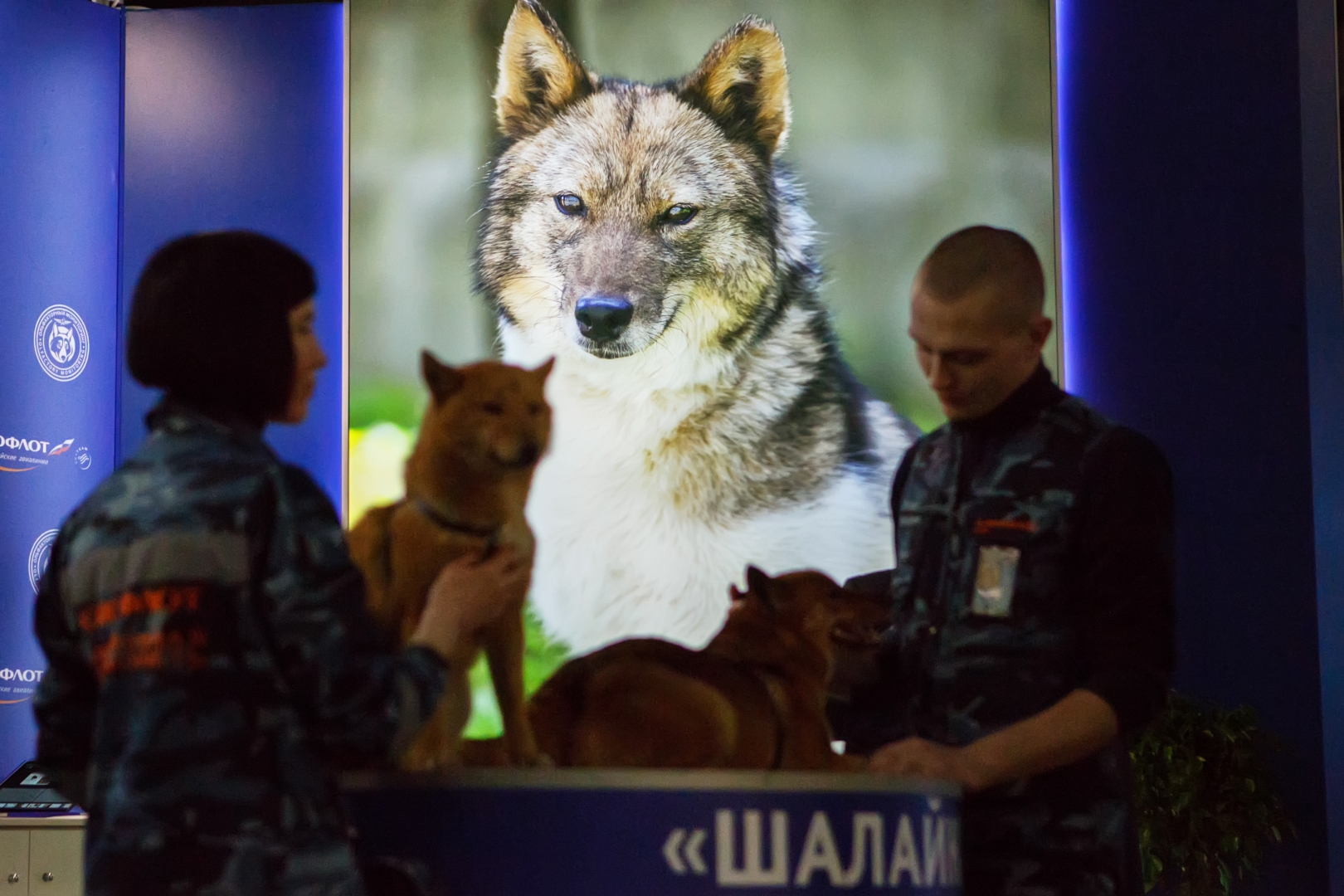 Сотрудники питомника «Аэрофлота» представили на выставке собак породы шалайка. Это, как несложно догадаться, помесь шакала и лайки