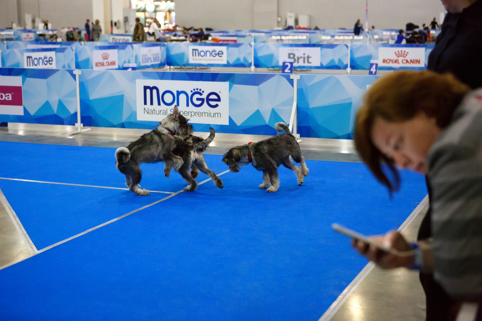 Далеко не все спешат разъехаться по домам – одни тренируют собак на рингах, оттачивая навыки для участия в последующих выставках, другие просто отдыхают и общаются с участниками