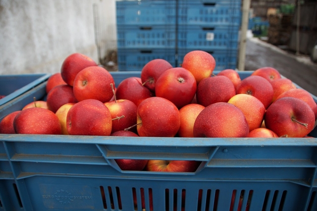 Россия вводит запрет на поставки турецких яблок через Белоруссию