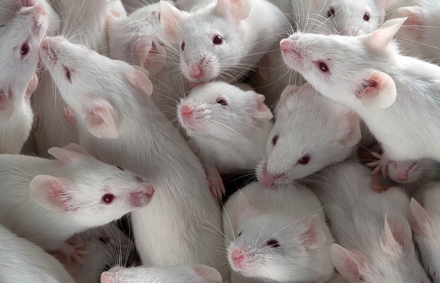 Пищевая добавка ослабила иммунитет мышей к гриппу