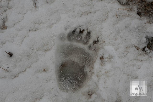 След убитого медведя в окрестностях поселковой свалки в Южно-Курильске