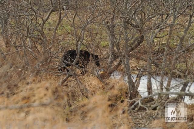 Традиционная картинка на реке Саратовке – в сумерках местный медведь обходит свою территорию в поисках пропитания
