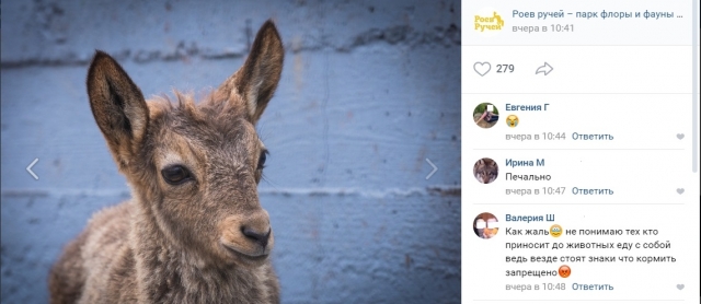 В красноярском зоопарке посетители до смерти закормили козлёнка