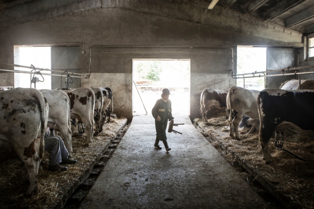 В Бурятии изменили правила господдержки молочной отрасли АПК