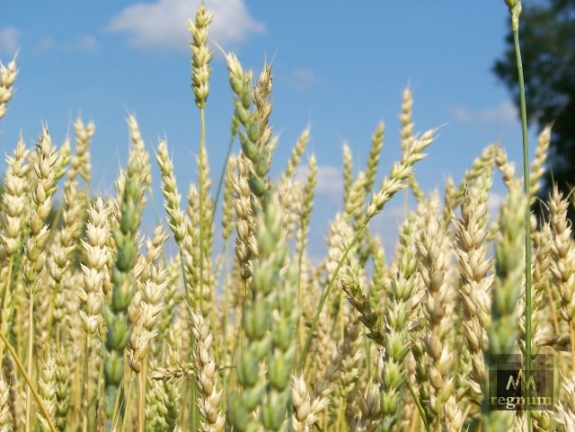 Алтайская озимая пшеница