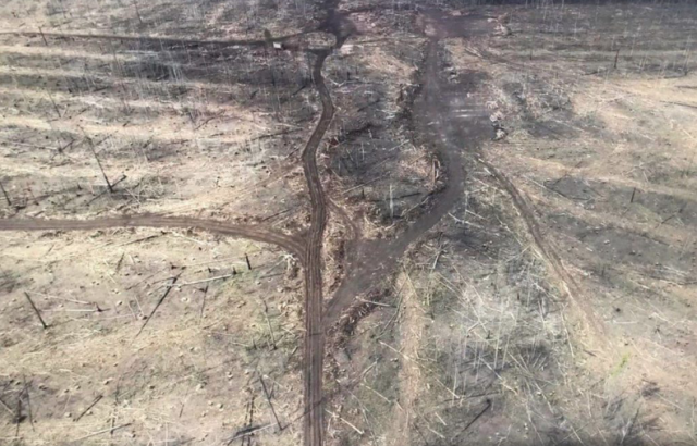 Уничтоженный реликтовый лес в региональном заказнике «Туколонь»