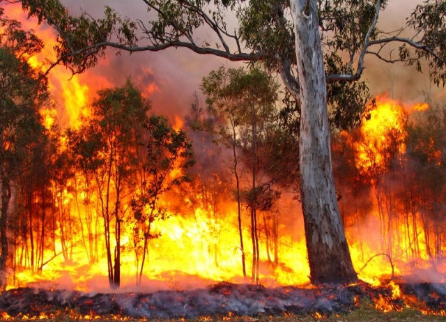 Площадь лесных пожаров в Красноярском крае превысила 2 тысячи га