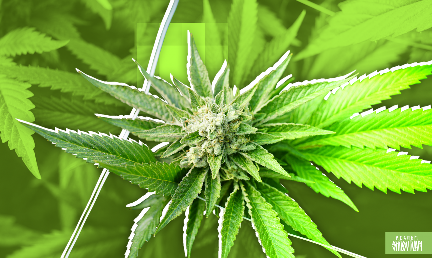 Выращивание марихуаны на тор браузер почему фаерфокс hudra