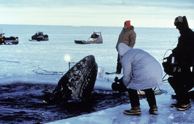 У берегов Северной Америки погибли более 60 серых китов за полгода