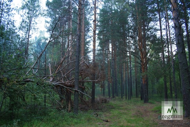 Лесами на Байкале девять лет распоряжались незаконно