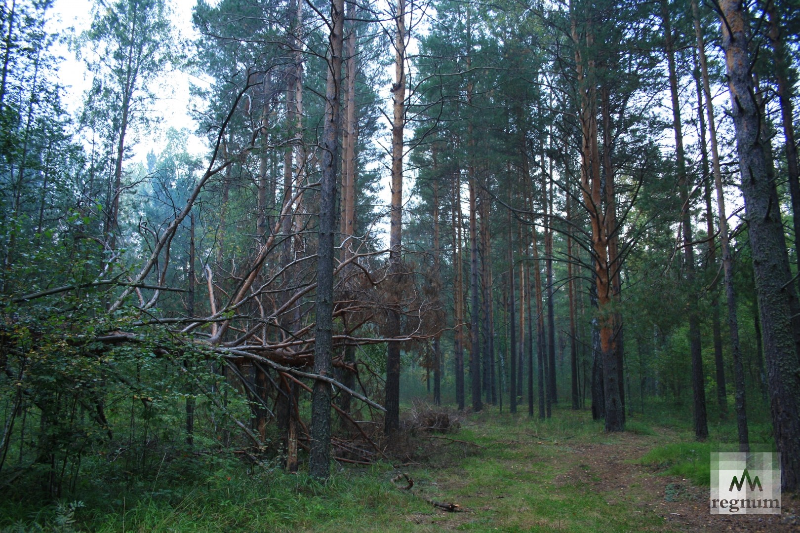 Северобайкальск леса