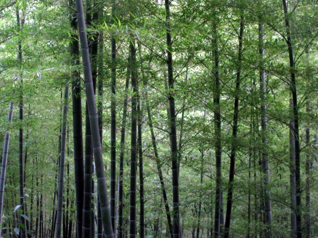 В центральном Китае найдена табличка о защите леса возрастом 347 лет