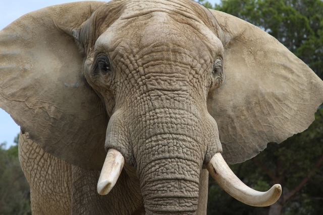 На юге Китая изъято 7,5 тонн контрабандных бивней слона