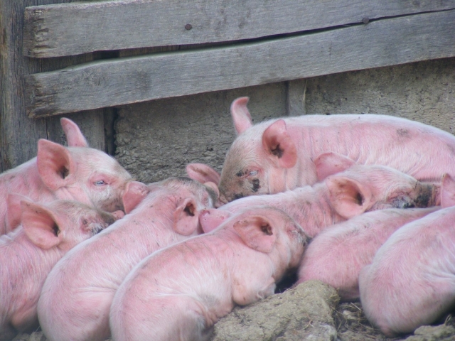 Через три года Украина может лишиться свиноводства — эксперты