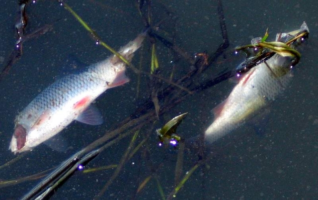 В Саранске на реке произошла массовая гибель рыбы