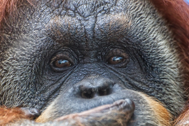 На Бали гражданину РФ предъявлены обвинения в контрабанде орангутанга