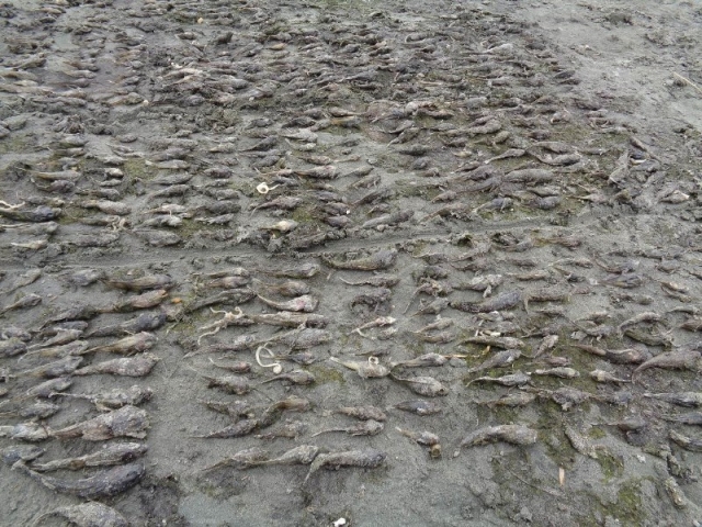 На севере Байкала произошла массовая гибель рыбы