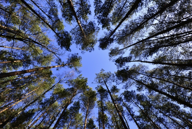 Владимирская область просит Путина спасти экологию и леса
