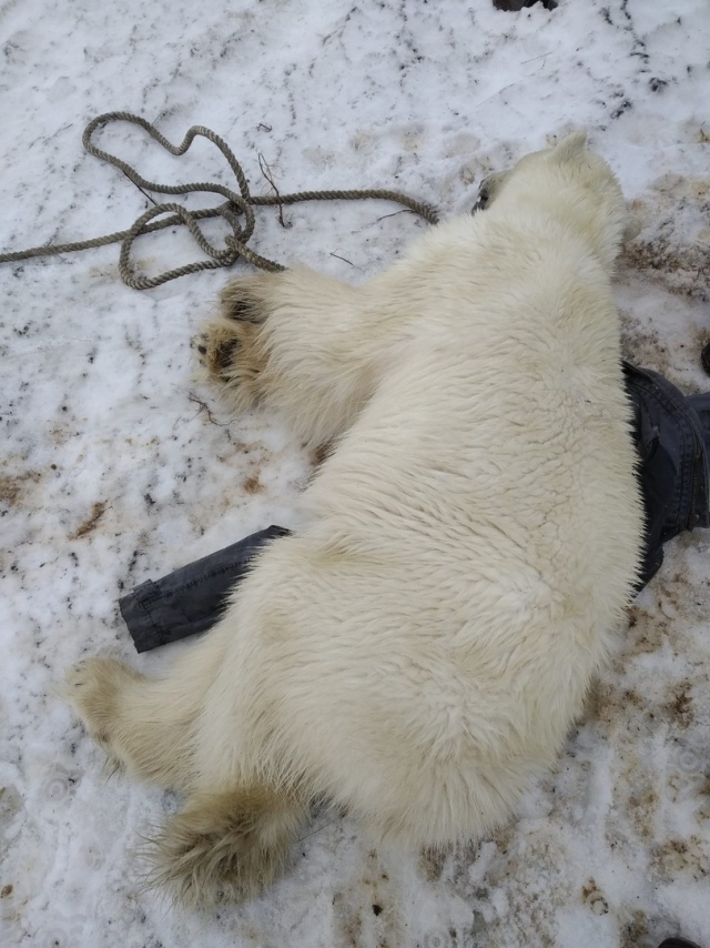 Бродившего на окраинах Норильска белого медведя отправят в Красноярск