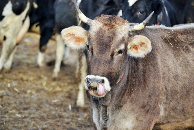 Калужская область по приросту производства молока стала лучшей в стране