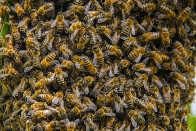 Пчёлы 