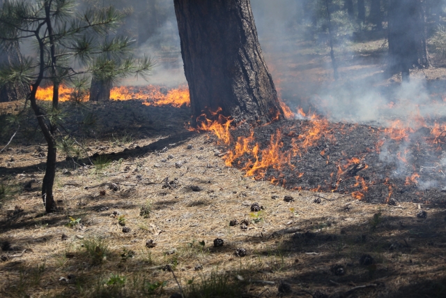В Мордовии природный пожар локализовали на площади 1,7 тысяч гектара