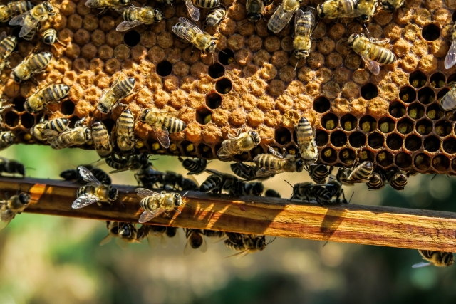 Россельхознадзор: к массовой гибели пчёл привела идея Минэкономразвития