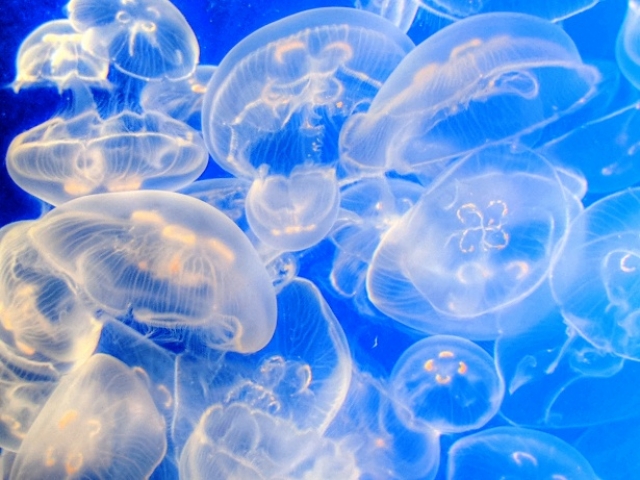 Ядовитые медузы атаковали пляжи Канарских островов