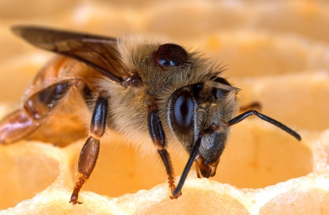 Назван возможный ущерб из-за массовой гибели пчёл в РФ