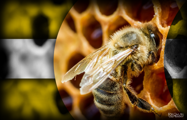 В Орловской области возбуждено уголовное дело о массовой гибели пчёл