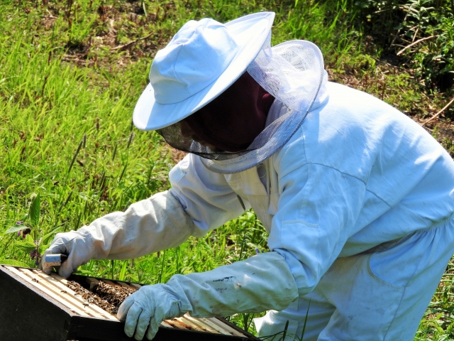 Приём заявлений от пострадавших курских пчеловодов продлили
