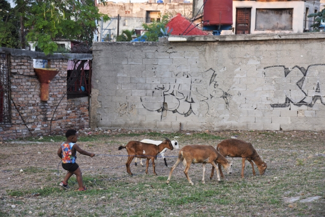 Дети в возрасте от 4 до 6 лет посещают детский сад, в обязательную программу которого включены развивающие занятия, изучение гимна, истории и культуры страны. Мальчик пасёт коз в школьном дворе. Гавана, Куба