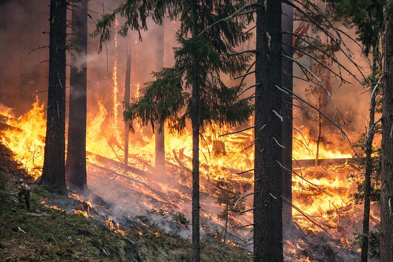лесные пожары новости сегодня