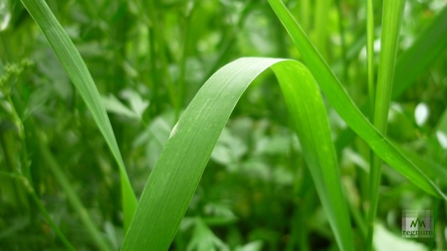 В Кемеровской области начали использовать новый метод посева травы