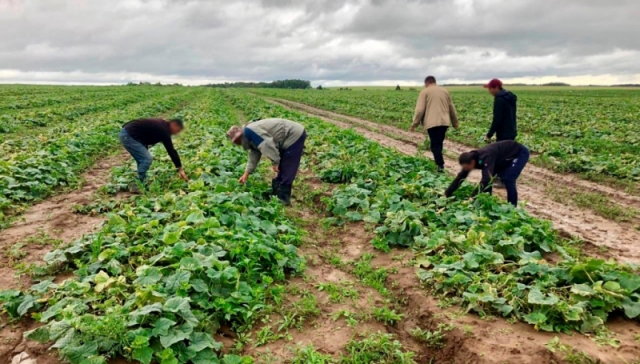 Нелегальные мигранты собирают огурцы на овощеводческой ферме в Козельске. 