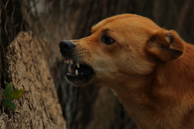 По 13 человек в день кусали бродячие собаки в Бурятии в 2018 году