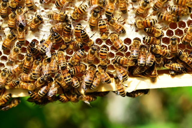 Массовая гибель пчёл: в России улучшат контроль за пестицидами