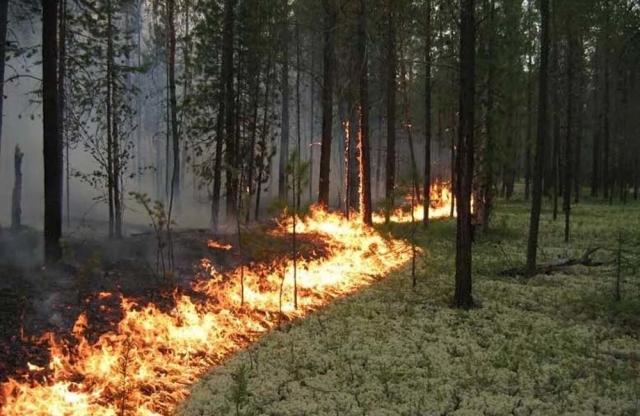 Картинка тушение пожара в лесу