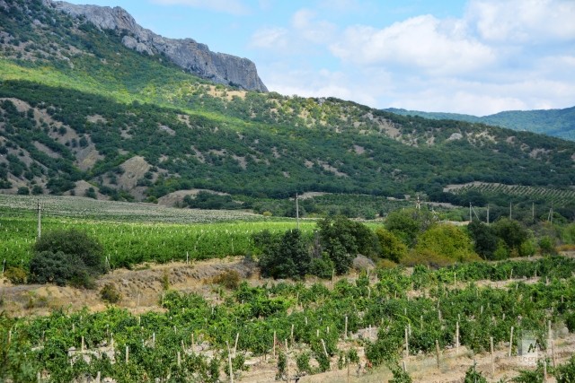 За пять лет в Крыму заложили более 2500 га виноградников