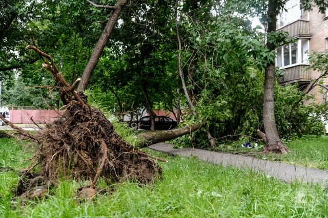 За двое суток в Москве шквалистый ветер повалил 150 деревьев