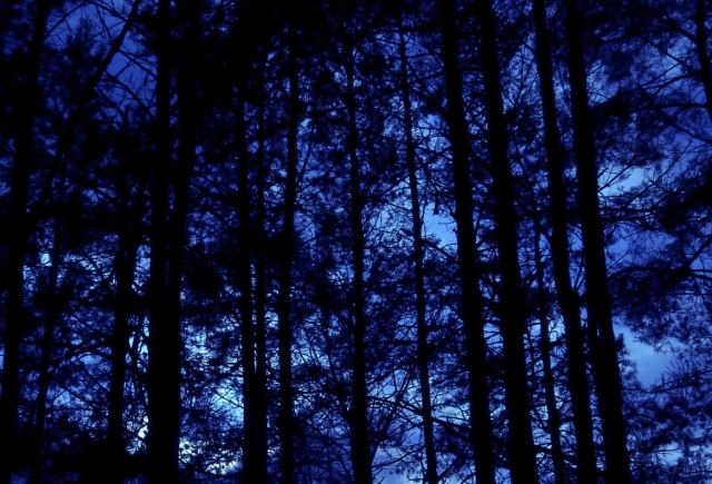 Ночной лес 