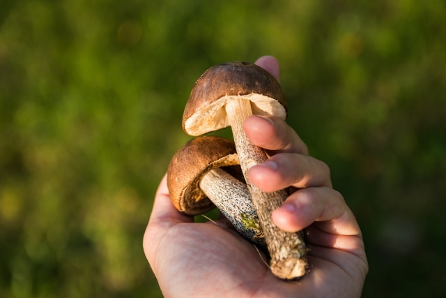 В Кировской области за три года ни один человек не отравился грибами
