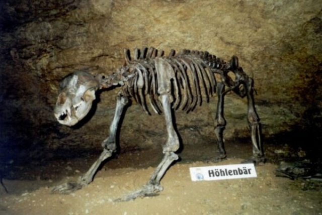 Вымирание пещерного медведя обусловлено антропогенным фактором — ученые