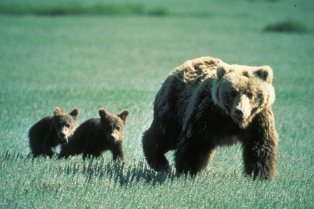 На Сахалине медвежонок не хотел уходить от тела сбитого на трассе брата