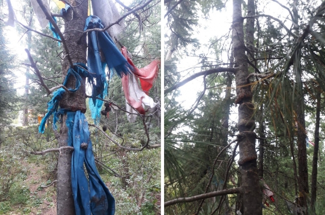 В Бурятии и Туве начали кампанию против культовых флажков на деревьях