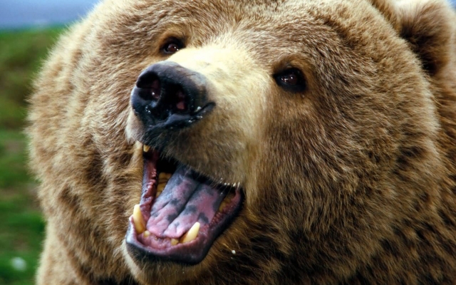 Жители посёлка на Камчатке боятся медведей — звери лезут в дома и детсады