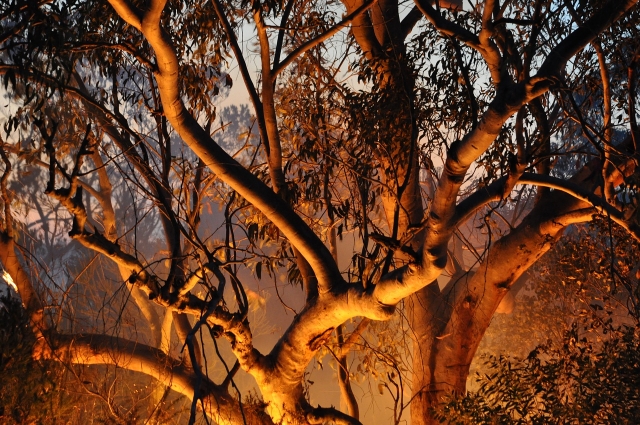 Площадь активного горения леса в Приангарье значительно уменьшилась