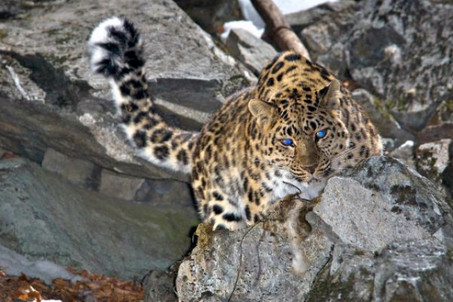 В Приморье задержали продавца шкуры дальневосточного леопарда